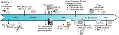 The effects of chemogenetic targeting of serotonin-projecting pathways on L-DOPA-induced dyskinesia and psychosis in a bilateral rat model of Parkinson’s disease